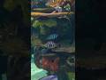 Tranquil Aquarium 4K HDR | Gentle Fish Movements for Meditation - #fallintoshorts