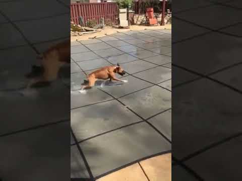 Boxer Puppy vs Pool cover - Round II