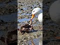MudCrab.
