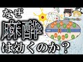 150年以上未解明だった全身麻酔のメカニズム【ゆっくり解説】