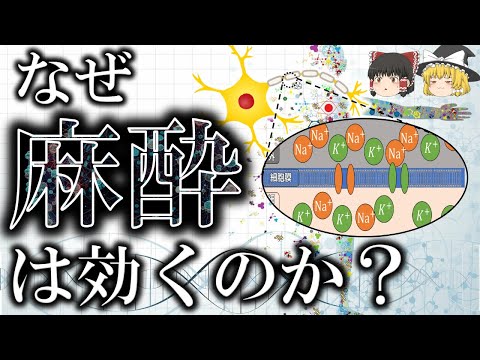 【生命科学の雑学】150年以上未解明だった全身麻酔のメカニズム【ゆっくり解説】