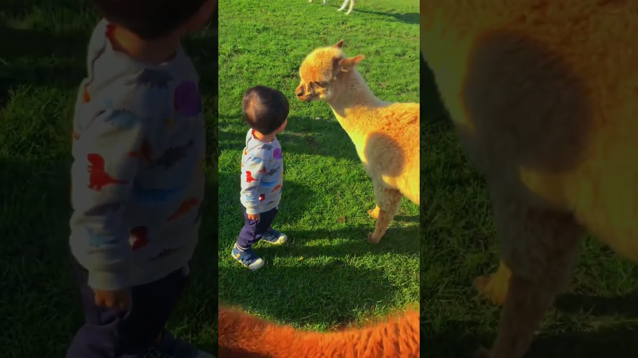 Adam & llama. Great experience in 