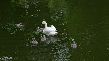 swan videos youtube - swans! swan facts for kids