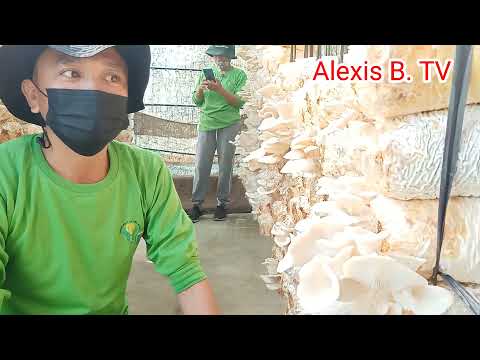 Video: Picking Your Mushroom Harvest - Alamin Kung Kailan Mag-aani ng Mushroom