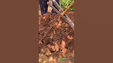 Smart tool for cassava harvesting #shorts #tienichthongminh