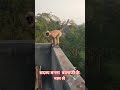 a#@monkeyhairred1629 #@HappyMonkeyy #monkey#movie#bhojpuri#bts#btc#ram#youtubeshorts#yt#hp