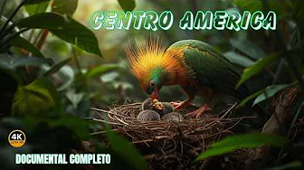 CENTRO AMERICA: AVES Pintadas por Los DIOSES | Documental Completo