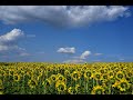 Henry Mancini-Love Theme From “Sunfower” ♬♬ 헨리맨시니-해바라기