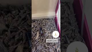 دهن عود مناسب للأجواء الحاره