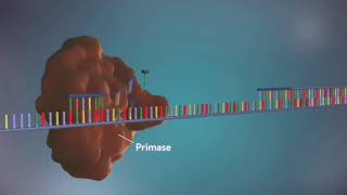 Replicacion del ADN. Fuente modificada https://www.youtube.com/watch?v=TNKWgcFPHqw