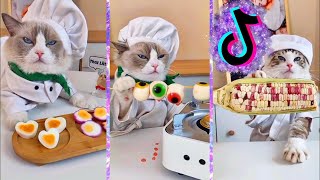 How Cats cooking campillation cats amazing  smart cats  4 by DJ REAT REMAX BLOGGER No views 1 year ago 3 minutes, 5 seconds