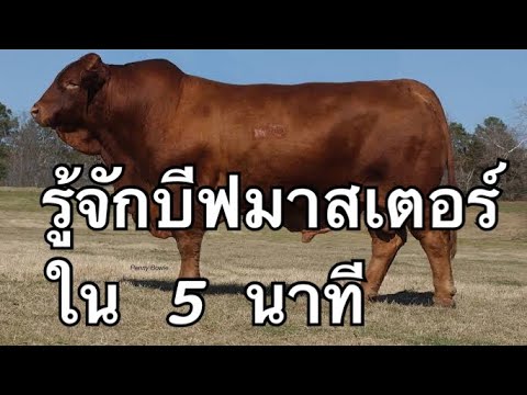 วีดีโอ: บัสมาสเตอร์และสเลฟมาสเตอร์คืออะไร?