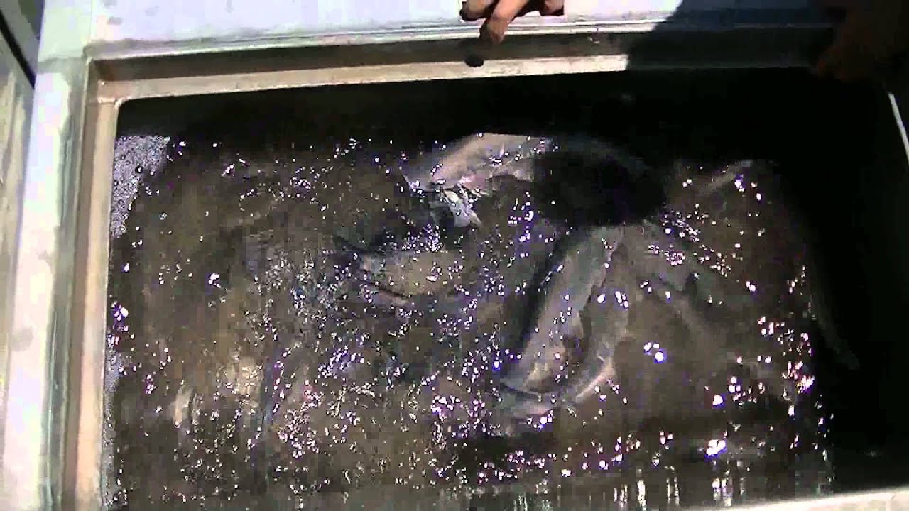 PRE  OPENER STOCKING OF BLUECATS ANAHEIM LAKE - 7/10/12 & CORONA LAKE HUGE TILAPIA