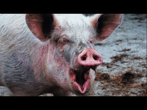 Gross - Explosive "Poop Foam" Seeps from Pig Farms - YouTube