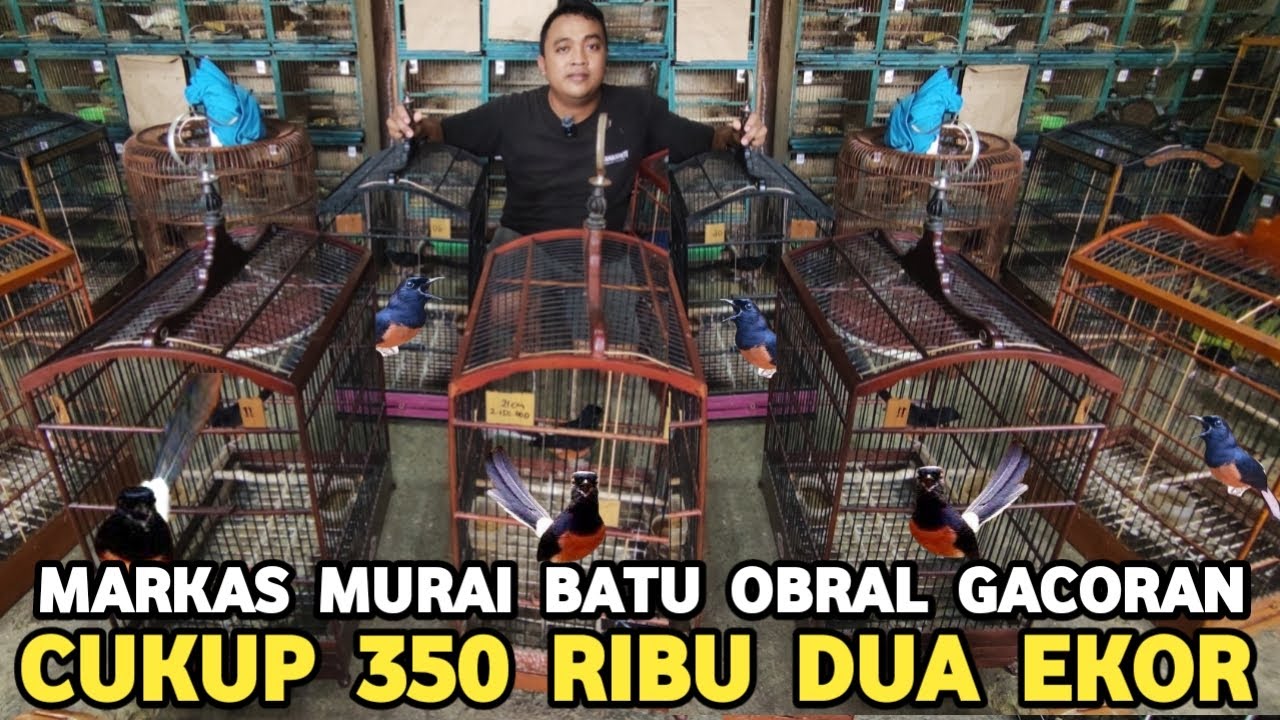 TAK SEMAHAL JAMANKU ! MURAI BATU DUA EKOR 350 RIBU GACORAN CUMA RATUSAN RIBU DI PASAR BURUNG PRAMUKA