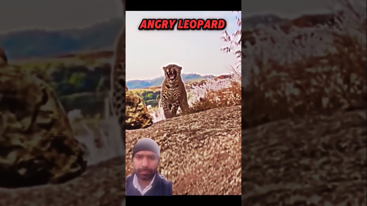 Angry Leoperd 😡 VS Falcon