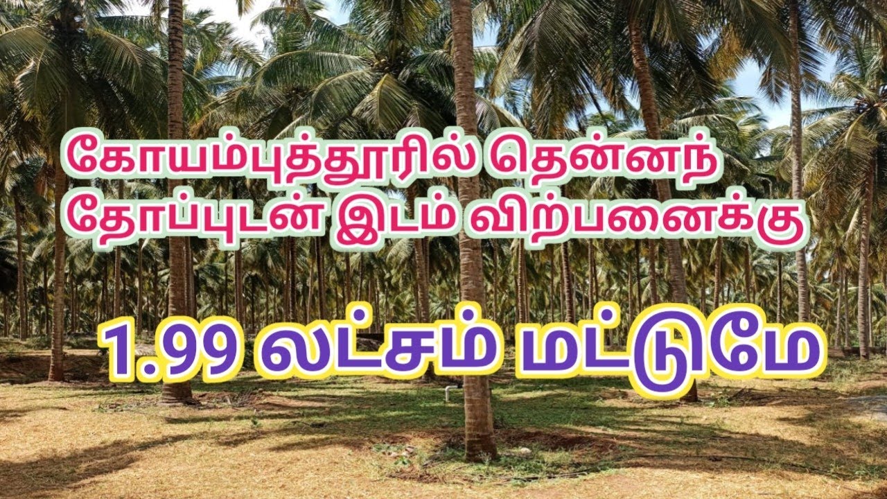 Coconut Farm For Sale, Cent 1.99 lakhs Only, EB service and Well, On
