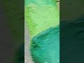 # zoo tirupati monkey family if you know name please comment and subscribe