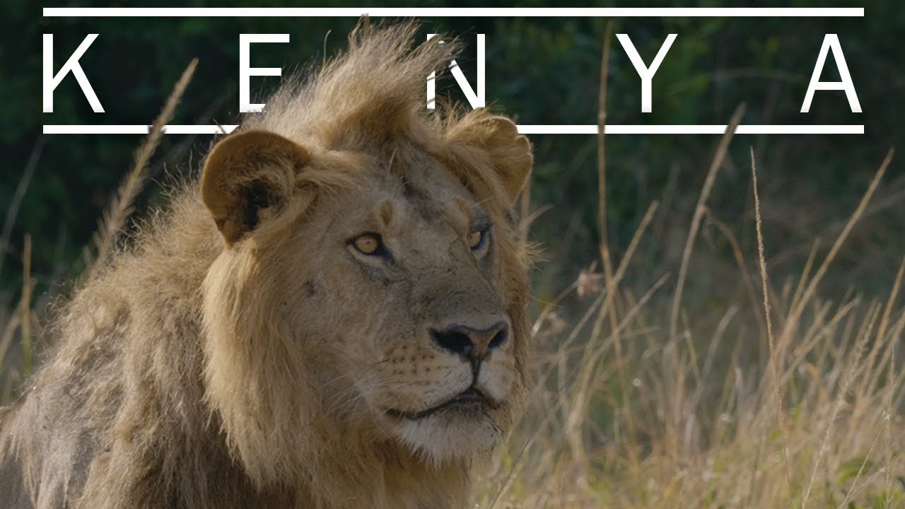 African Safari: Wildlife of Kenya