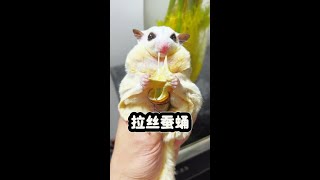 The Fat Girl Didnt Eat Silkworm Chrysalis For Several Days. Today She Ate A Brushed Cheese Silkwor