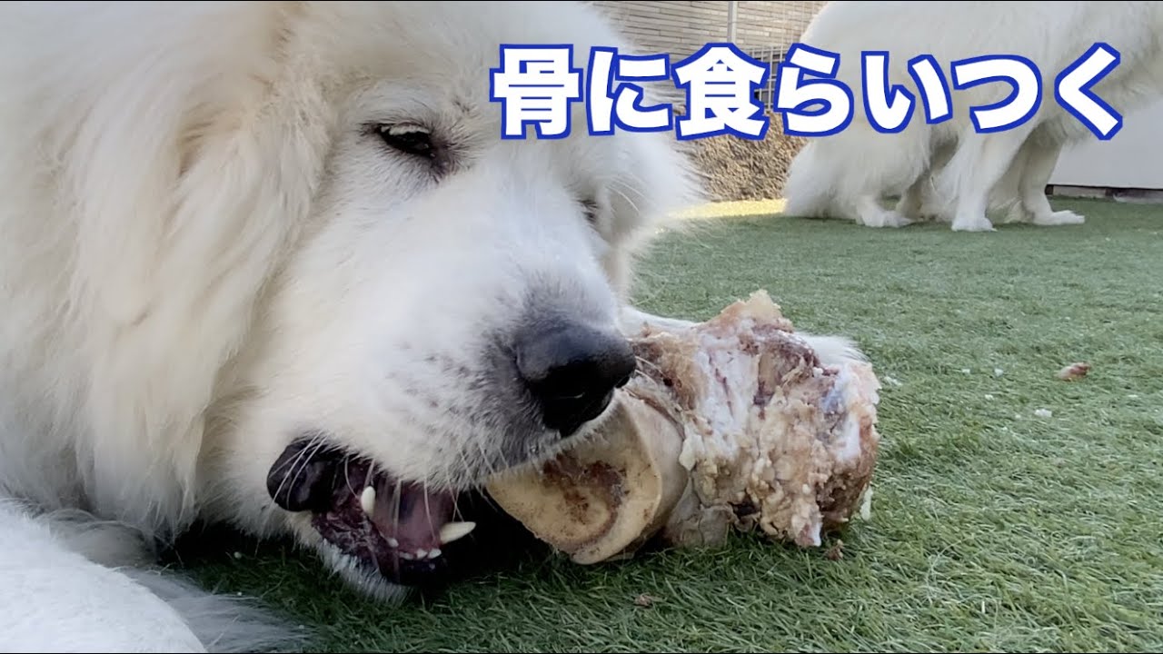 巨大な骨にかぶりつくグレートピレニーズ