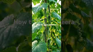 Kheera🥒 #viralvideo #gardening #trending #nature #farming #shortsfeed #@SunitaYadav-0907