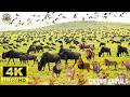 4k Uhd Wildlife Video - 8 Hours Of Wildlife Scenes Set To Soothing Music | 4K African Wildlife