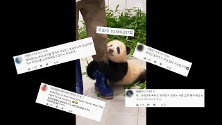 1000만뷰 돌파한 아기판다 푸바오 영상만큼 귀여운 댓글 반응 | 에버랜드 판다월드 #푸바오 (Panda FuBao)