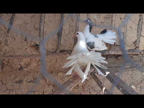 Ain Jemaa حاجة مرحبا ها حمام طوسي ها شباخ ها طوبي لبغا شي 