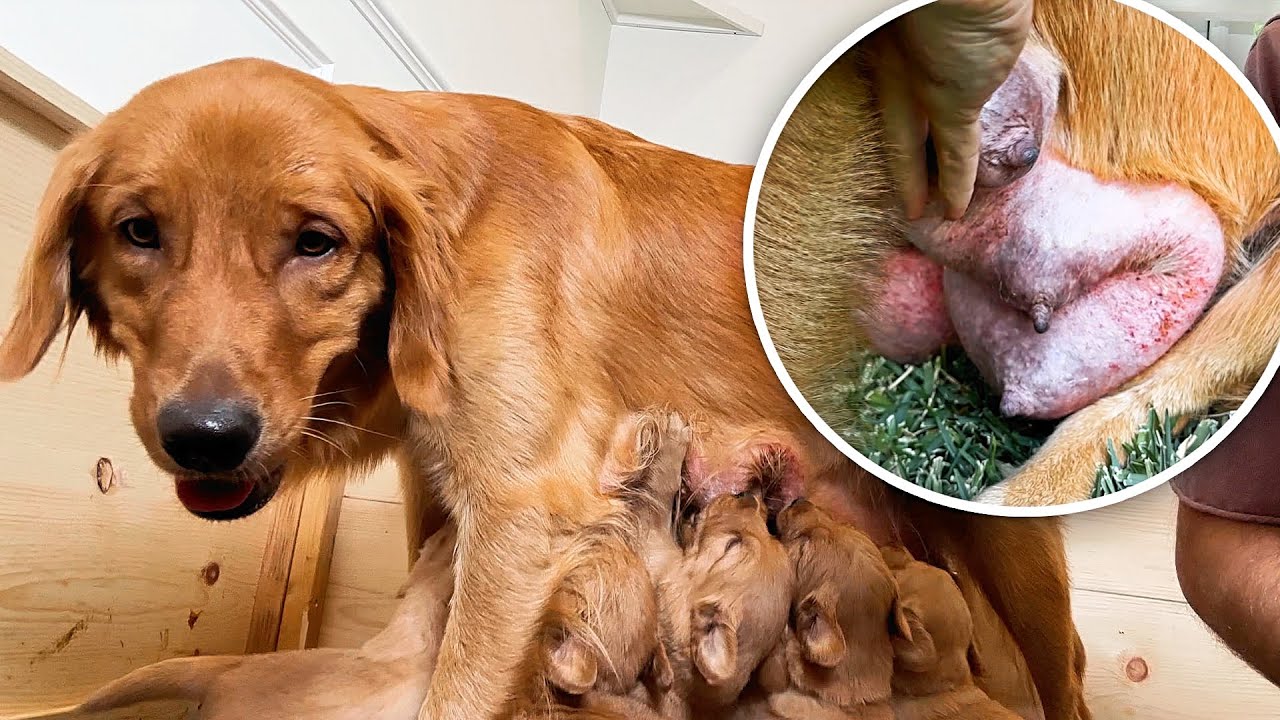 Срочный визит к ветеринару для Монти...