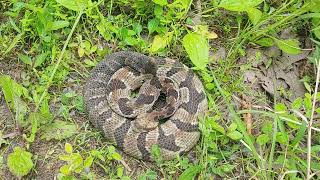 Ridge top clearing timber rattlesnake in Kentucky  22 May 2024