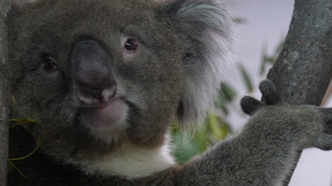 A new arrival at Koala Creek Burke the male Koala! - YouTube