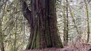 Walker island old growth western red cedar trees or more easily called the big cedar trail is number