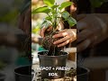 3 signs your plant needs repotting