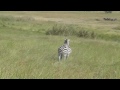 Attempted Zebra Matting Video In Serengeti National Park, Tanzania