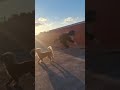 A jugar con burbujas (Los Changos)