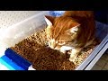 Best Cat Litter-Box Combo - homemade, safe & low-cost!