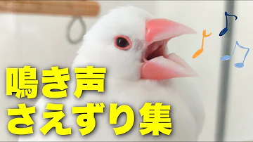 文鳥 かわいい Mp3