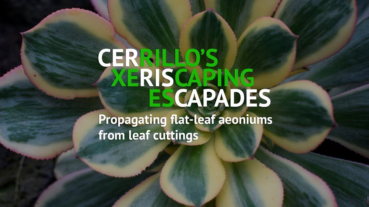 Plucking aeonium leaves for propagation