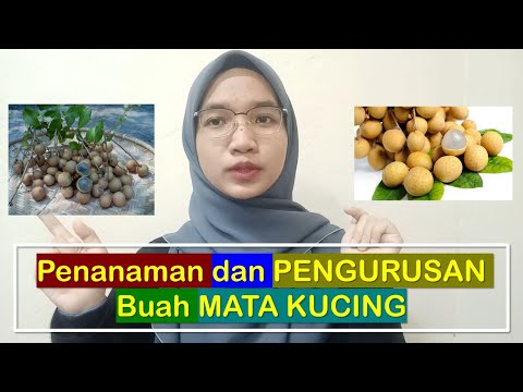 Video: Lili Putih (47 Foto): Perihalan Hibrida Kandidum Atau Lili Putih Salji, Nama-nama Varieti Yang Indah, Penanaman Dan Penjagaan