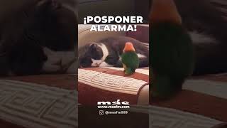 COMO POSPONER ALARMA DEL CELULAR