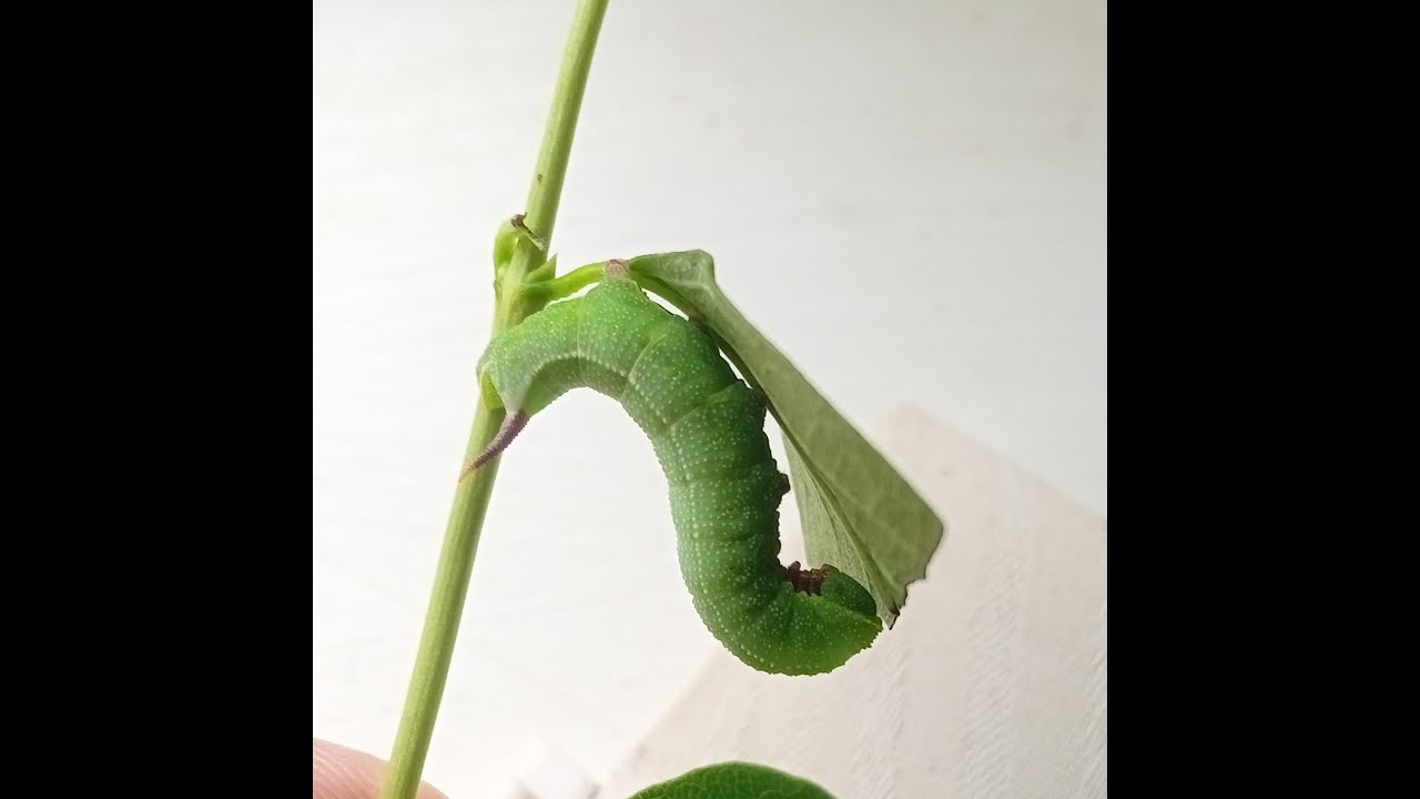 Life stages of the Broad-bordered Bee Hawk-moth (Hemaris fuciformis)