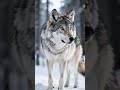 Life in a Wolf Pack Teamwork and Survival