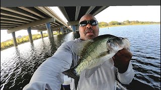 Found Big White Crappies Off Brush and Bridge Pillars With Minnows! #fishing
