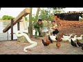 Time-lapse: Harvesting 1000+ Sweet Potatoes – Making a Traditional Rice Mortar