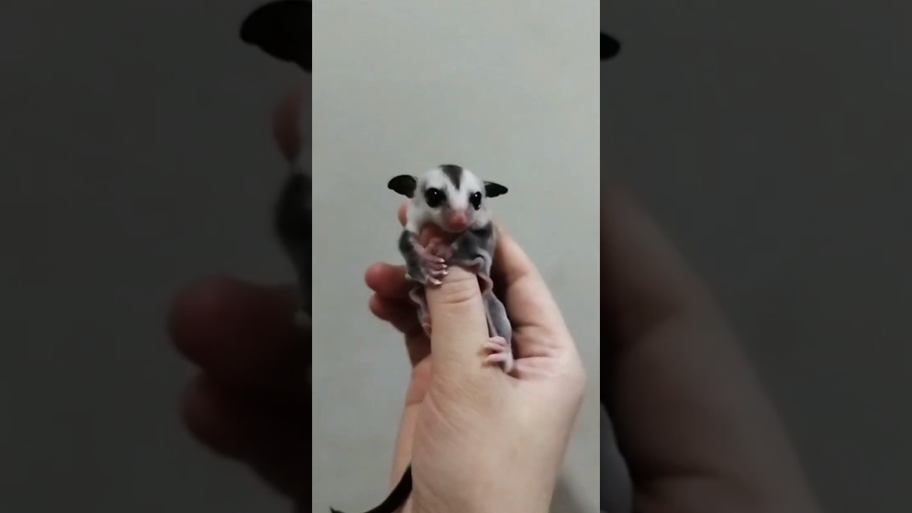 Sugar glider white face 