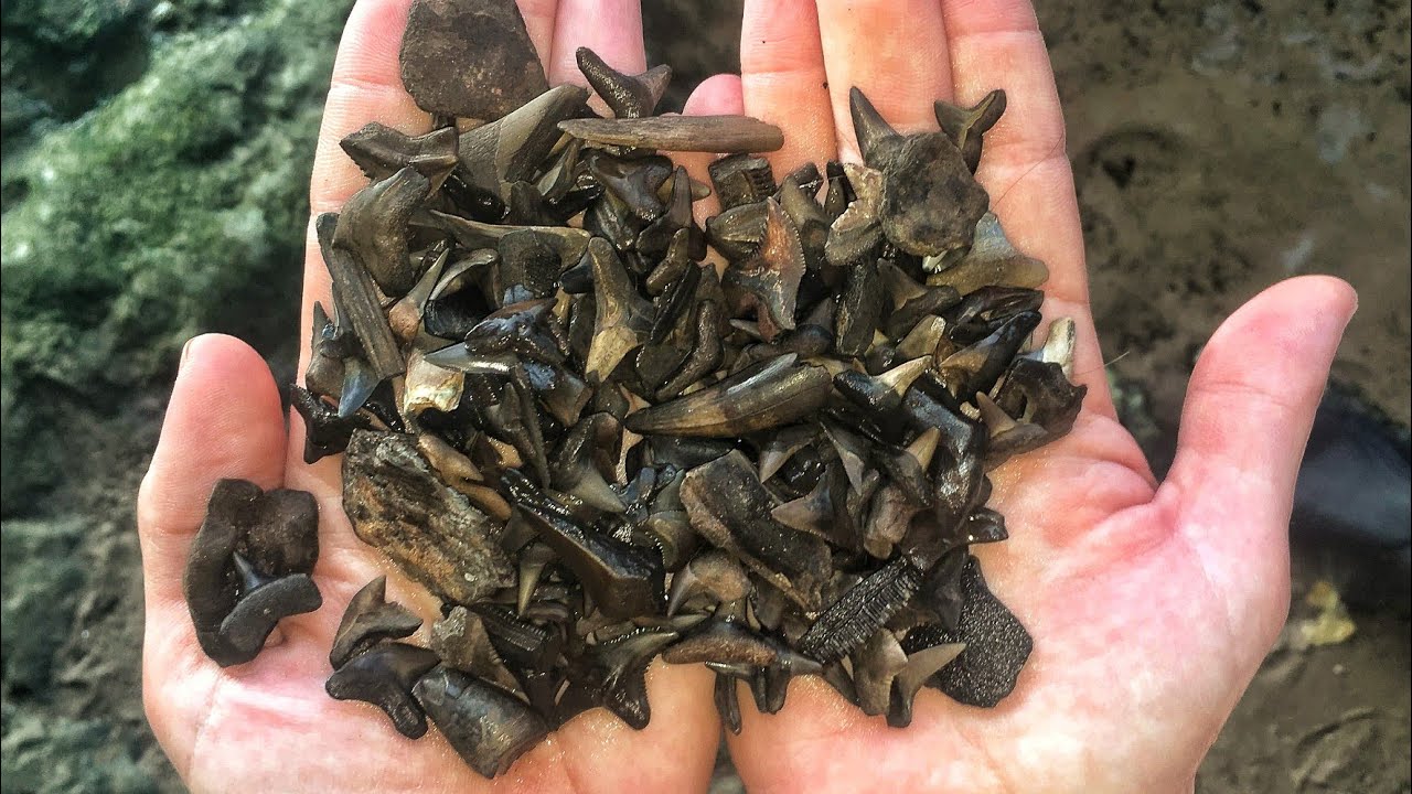 We Found SO MANY Shark Teeth! - Florida Fossil Hunting Insanity!
