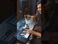 Adorable Cat Playing Piano on Keyboard 🐱✨ Satisfying!Funny Cat Playing Keyboard  Beautiful Piano 🎹😻