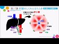 【高校講座 生物基礎】第27講「肝臓のつくりとはたらき」