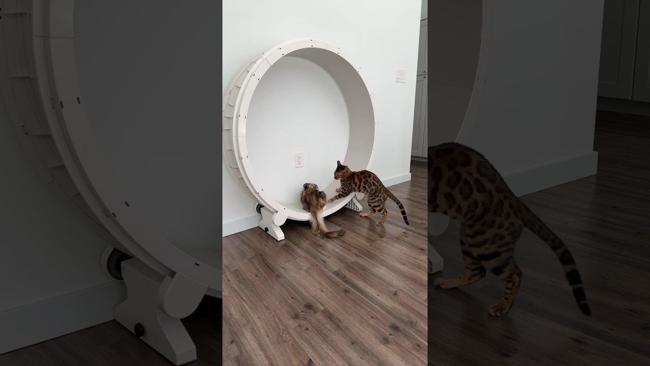 bengal cat gets mad at his sister for using his wheel #mainecoon #cat #bengalcat #shortsfeed